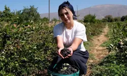 Dondurma yerken merak sardı, kendi çiftliğini kurdu! 20 yaşında aronya üreticisi oldu