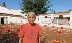 Hortum iki tavuk çiftliğini vurdu: 20 bin civciv telef oldu...
