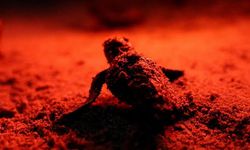 Didim’de sevindiren manzara! 60 yavru caretta caretta denizle buluştu...