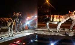 Ankara’da ilginç olay: Protokol Yolu’na çıkan eşek otoparka çekildi