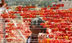 Gaziantep’te tepeler kırmızıya büründü! Kurutmalık sezonunun renkli görüntüleri mest etti...