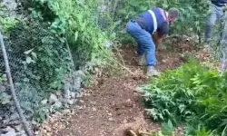 Hatay’da uyuşturucu operasyonu! 371 kök kenevir ele geçirildi
