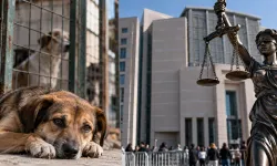 Hayvan hakları için uluslararası hukuk hamlesi: Başvuru 2 Ekim’de açıklanacak!