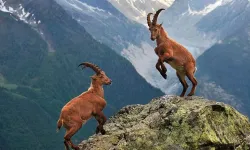 Tunceli’de dağ keçisi avına süresiz yasak: Valilikten yeni karar...