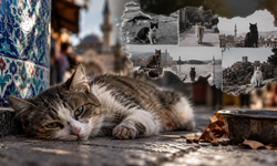 Kütahya’daki kedi vahşeti tek değil: Farklı illerde benzer vakalar yeniden gündemde!