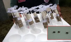 Kokarca kabusu tersine döndü! Fındıkta geçen yıl yüzde 10’u aşan zarar neredeyse sıfırlandı