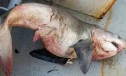 Balıkçılar orkinos sandı, ağdan 65 kiloluk köpek balığı çıktı!