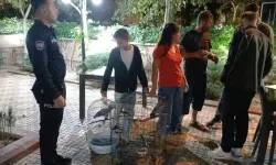 Otelde satış için müşteri bekliyordu: 2 papağana el konuldu!