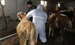 Şap alarmı büyüyor: Hayvan pazarları peş peşe kapatılıyor!