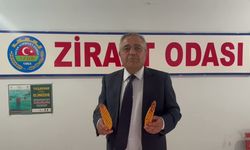 Mısır üreticisinin gözü fiyatta: Tanrıkulu’ndan hükümete çağrı!