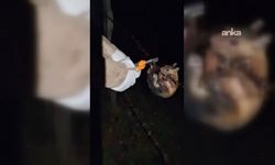 Tellere sıkışan sincap için ekipler seferber oldu!