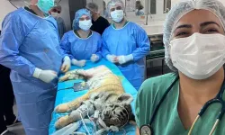 Minik kaplan için seferberlik: 3 aylık yavru ameliyatla sağlığına kavuştu!