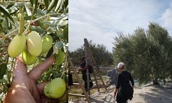 Zeytin üreticisi zararına üretime karşı birleşti: Hasat durduruldu