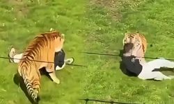 Hayvanat bahçesinde dehşet! Bengal kaplanının saldırdığı kişi hayatını kaybetti