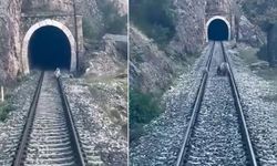 Sivas'ta ayı ailesi yolcu trenini durdurdu!