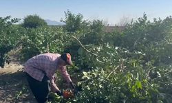 Adana’da limon üreticisi isyan etti: Meyvesi değil, odunu para ediyor