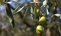 Zeytin üreticisi isyan etti!