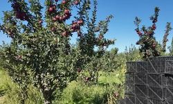 Iğdır’da 'al elma' hasadı başladı! Üretici ürününü satamıyor