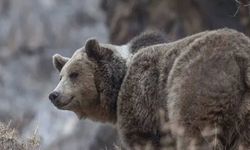 3 bozayı ölü bulundu! Valilikten soruşturma açıklaması