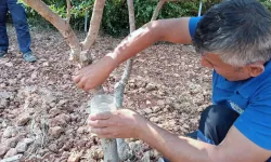 Kilosu 50 bin liraya kadar çıkıyor: Hasadı başladı, yalnızca iki yerde yetişiyor!
