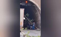 Hopa-Sarp yolunda heyelan: Kopan ağaçlar araçların üzerine devrildi!