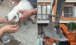 Maltepe’de enkaz altında kalan kedi saatler sonra kurtarıldı!