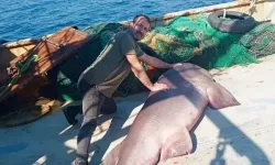 Saros Körfezi’nde balıkçıların ağına 350 kiloluk köpek balığı takıldı!