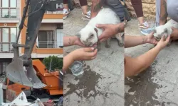 Enkaz altında kalan kedi saatler sonra canlı çıkarıldı