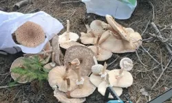 Beyşehir’de güz mantarı bereketi: Yağışların ardından çuvallara sığmadı!