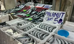 İnebolu’da palamut bolluğu: Tanesi 40 liraya düştü!
