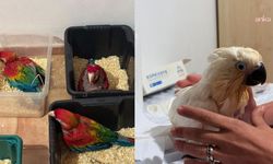 Otomobili durdurdular, içinden çıkanlar şoke etti: 377 hayvan bulundu!