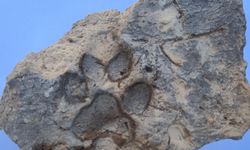 Tavşanlı Höyük’te 4 bin yıllık köpek pati izleri bulundu!