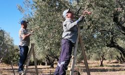 Soma’da zeytin hasadında geçim savaşı... Cebimde bin lira yok, geceleri teneke topluyorum!