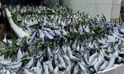 Son 10 yılın rekoru: Deniz palamutla doldu, balıkçılar isyanda!