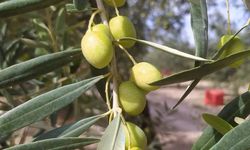 Zeytin üreticisinden fiyat isyanı: Hasat bir hafta durduruldu