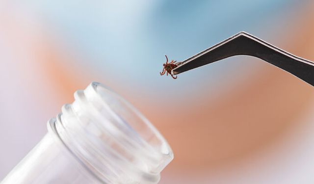 Kene sadece KKKA değil: Uzmanlardan farklı hastalık uyarısı