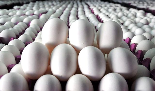 Salmonella alarmı büyüyor: 306 kişi hastalandı, yumurtalar toplatılıyor