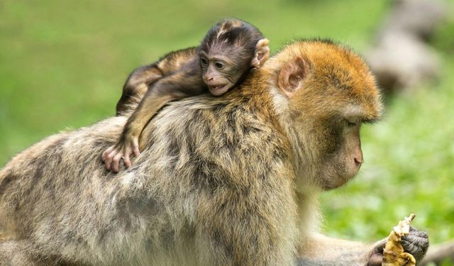 Dişiler neden daha uzun yaşıyor? Nedeni belli oldu!