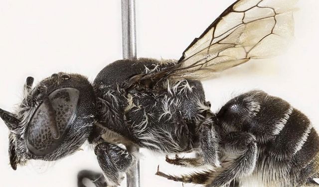 "Boynuzlu Lucifer" arısı keşfedildi… DNA’sı hiçbir arıyla eşleşmiyor!