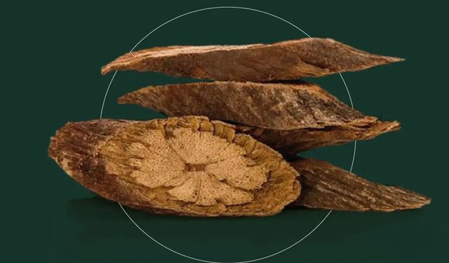 Saç dökülmesine o bitki umut oldu!