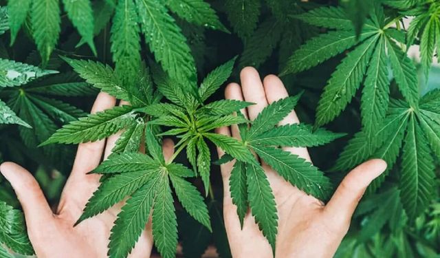 21 ilde kenevir üretimine izin verildi! İşte o iller...