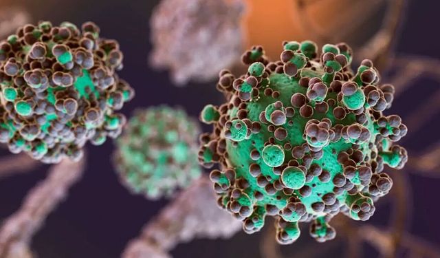 DSÖ alarm verdi: Nipah virüsü yeni bir pandemiye yol açar mı?