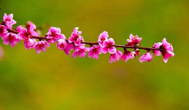 Türkiye'ye bahar geliyor! Tarih verildi...