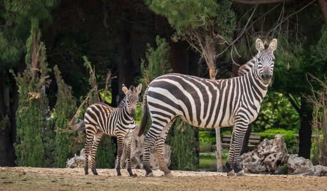 İzmir’de 23 Nisan kararı: Öğrencilere bir haftalık ücretsiz ziyaret