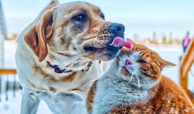 Evcil hayvanları evde yalnız kalanlar dikkat! Kedi ve köpekler için özel kanal