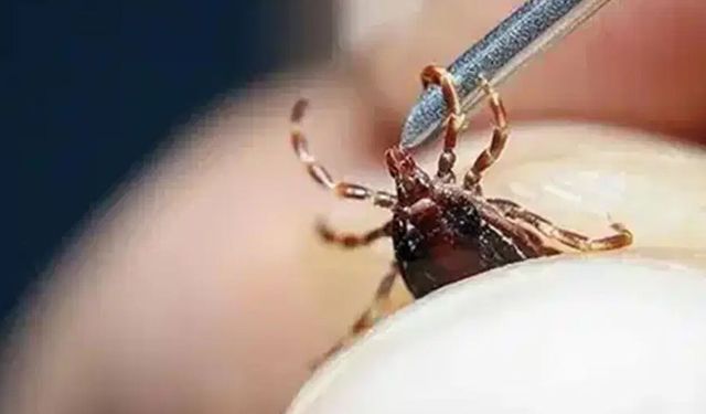 Sivas'ta KKKA alarmı: Bir kişi daha öldü!