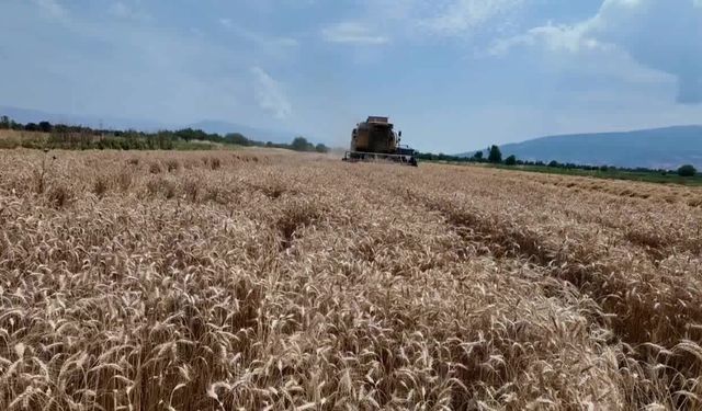 Bozdoğanlı çiftçiler isyan etti: 25 liraya ürettiğimiz buğdayı 16,5 liraya satıyoruz