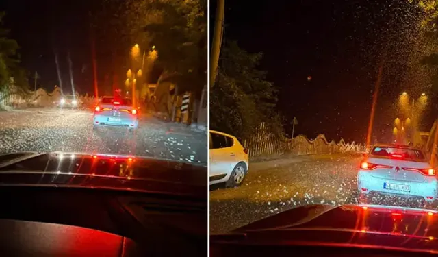 Sakarya'da milyonlarca söğüt kelebeğinin 'ölüm dansı' yeniden yaşandı!