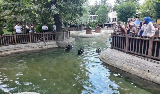 Kuğulu Park'ta yavru sevinci: Kuğu sayısı 18'e ulaştı