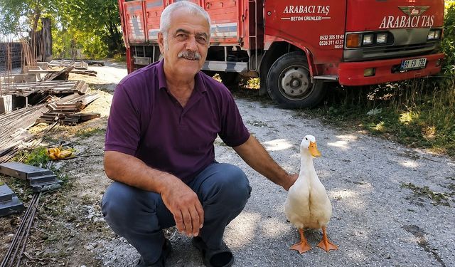 Torunları vazgeçti, ördek dedesinin peşinden ayrılmadı...
